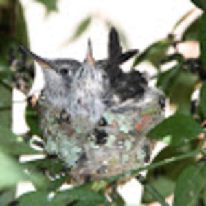 Meet your Posher, Richard